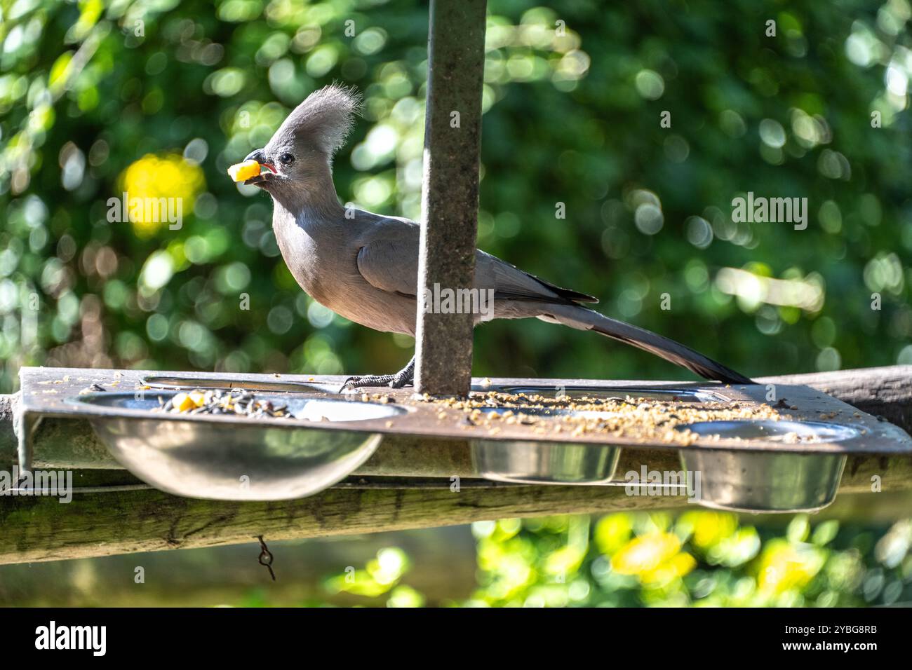 Grey Loerie oder Go-Away Bird in der Vogelvoliere Birds of Eden in Südafrika Stockfoto