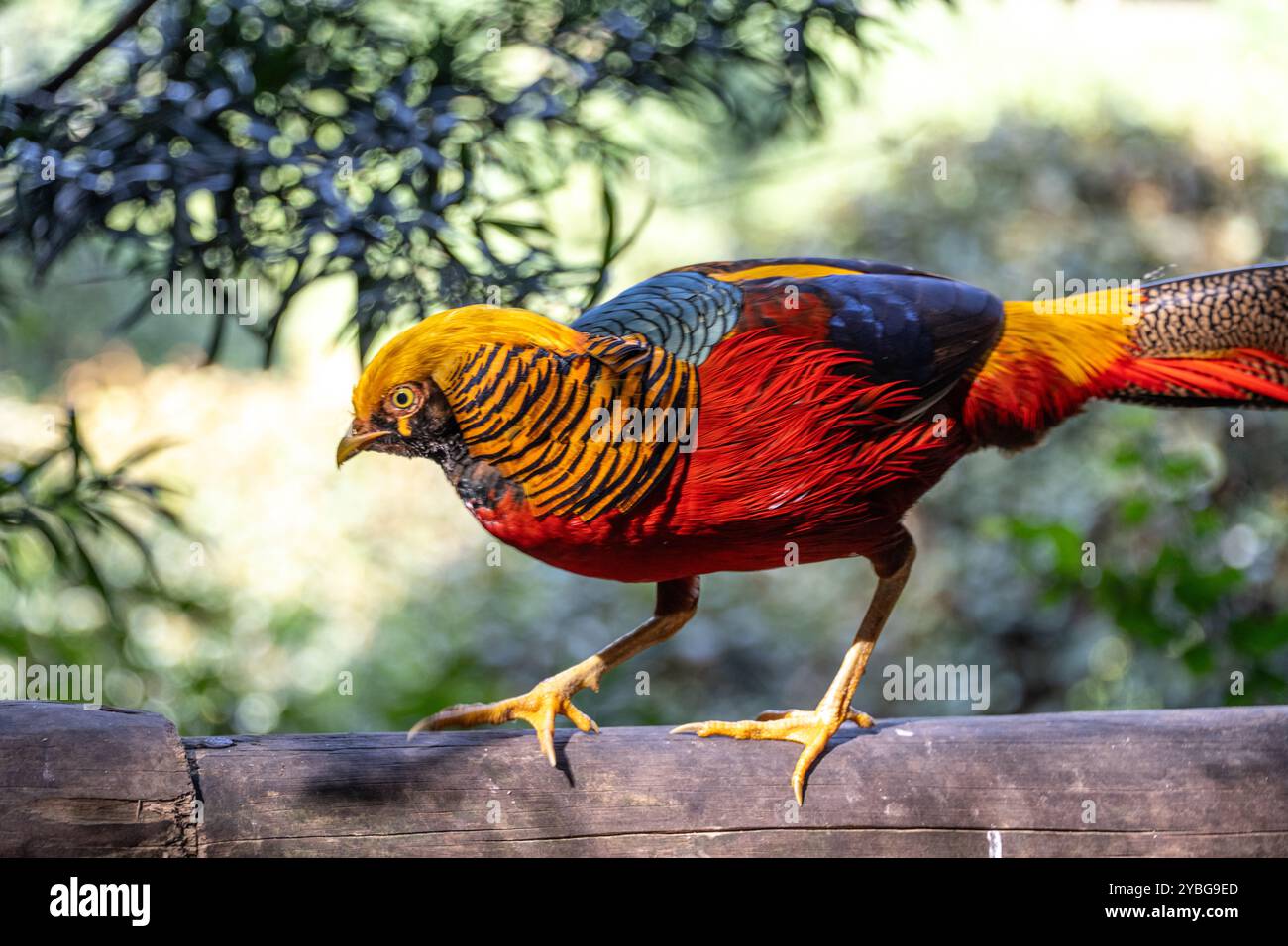 Goldener Fasan in der Vogelvoliere von Eden in Südafrika Stockfoto