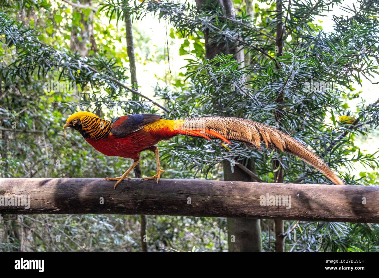 Goldener Fasan in der Vogelvoliere von Eden in Südafrika Stockfoto