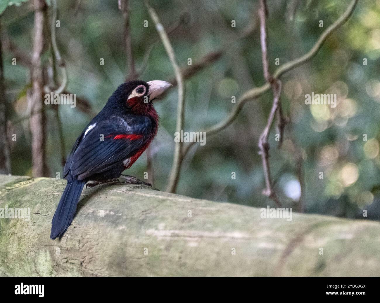 Doppelzahnbarbet in der Vogelvoliere Birds of Eden in Südafrika Stockfoto