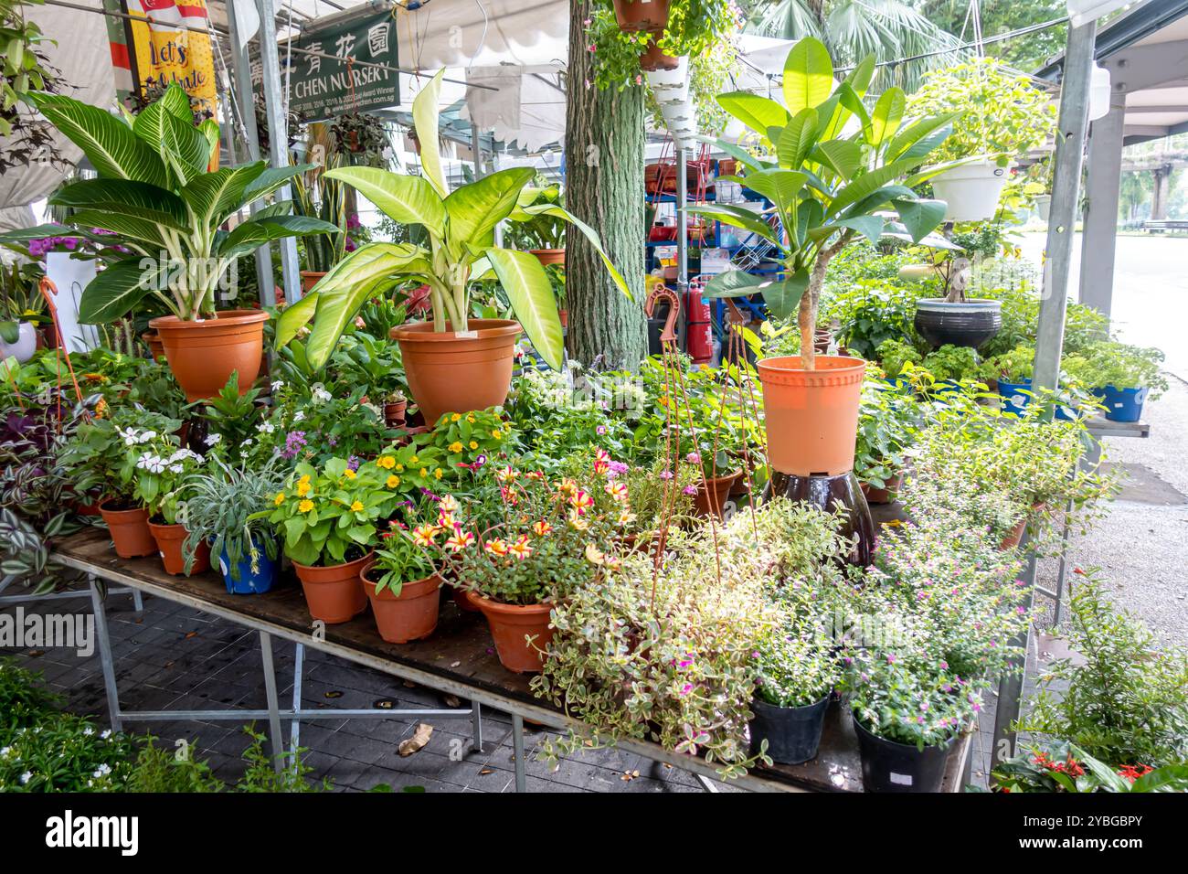 Blumen, Pflanzen in Töpfen verkauft auf dem Bukit Merah Street Market, Singapur Stockfoto