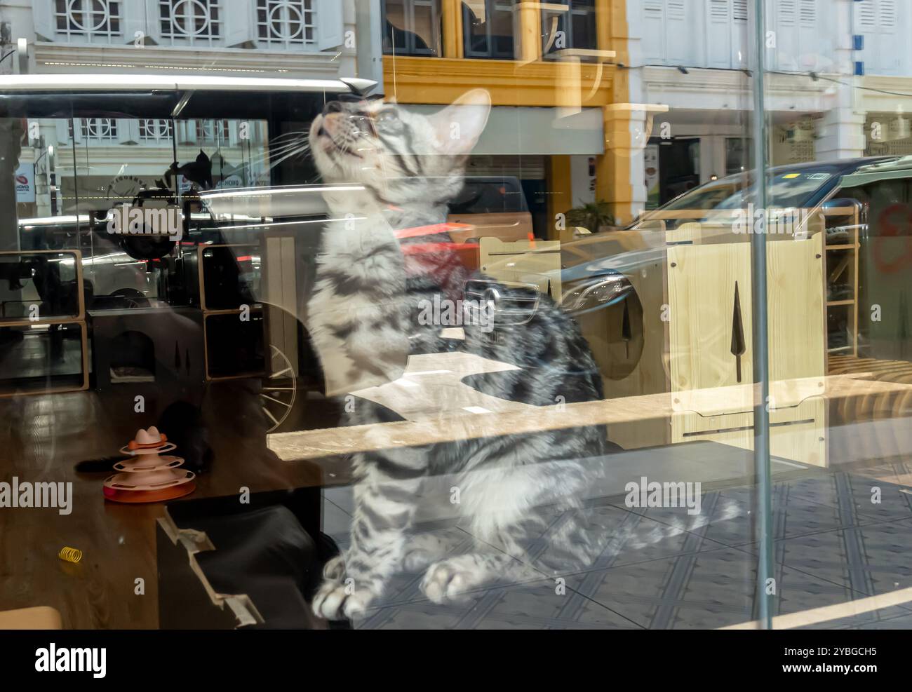 Bengalkatze hinter dem Schaufenster, Reflexionen, Little India Singapore Stockfoto