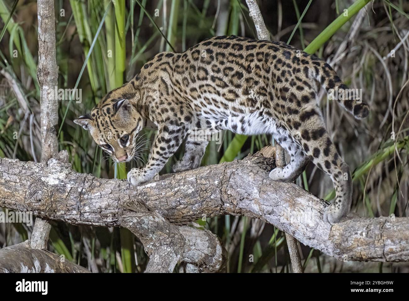 Ozelot (Leopardus pardalis), nachts, stehend auf Ast, Pantanal, im Landesinneren, Feuchtgebiet, UNESCO-Biosphärenreservat, Weltkulturerbe, Feuchtbiotope, Stockfoto