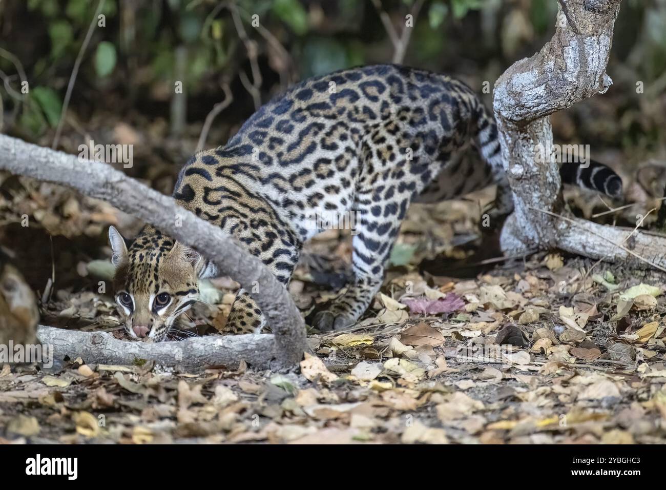 Ozelot (Leopardus pardalis), in der Nacht, kriecht sich auf, Pantanal, im Landesinneren, Feuchtgebiet, UNESCO-Biosphärenreservat, Weltkulturerbe, Feuchtbiotop, Mato Gr Stockfoto