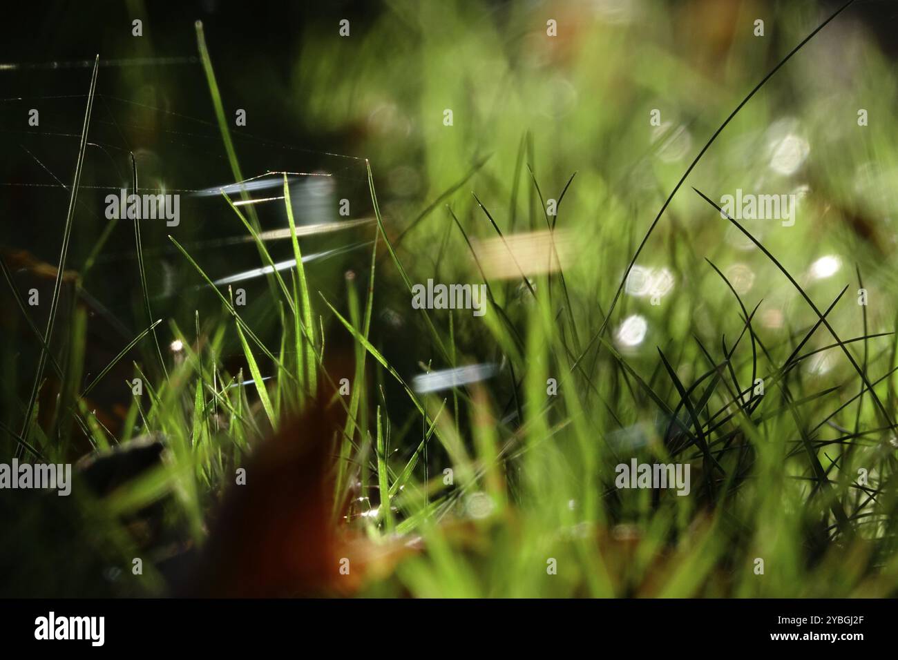 Wiese im Oktober mit Spinnennetzen, Sachsen, Deutschland, Europa Stockfoto