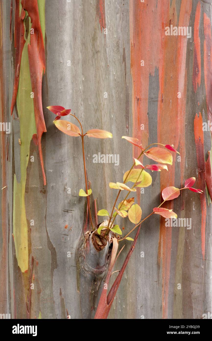 Regenbogeneukalyptus (Eucalyptus deglupta), Regenbogenbaum, Detail, Blätter, Rinde, Australien, Ozeanien Stockfoto