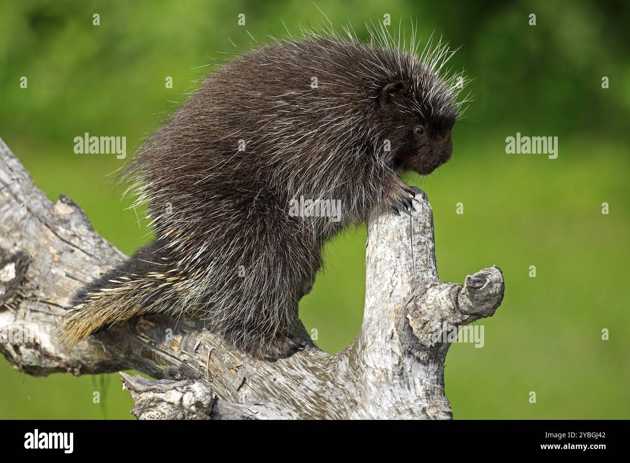 Urson (Erethizon dorsatum), Baumschwein, Nordamerikanische Baumschweine, Erwachsener, Klettern, Baum, Minnesota, USA, Nordamerika Stockfoto