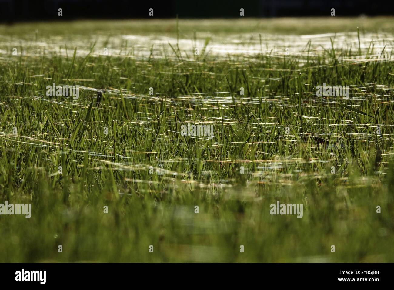 Wiese im Oktober mit Spinnennetzen, Sachsen, Deutschland, Europa Stockfoto