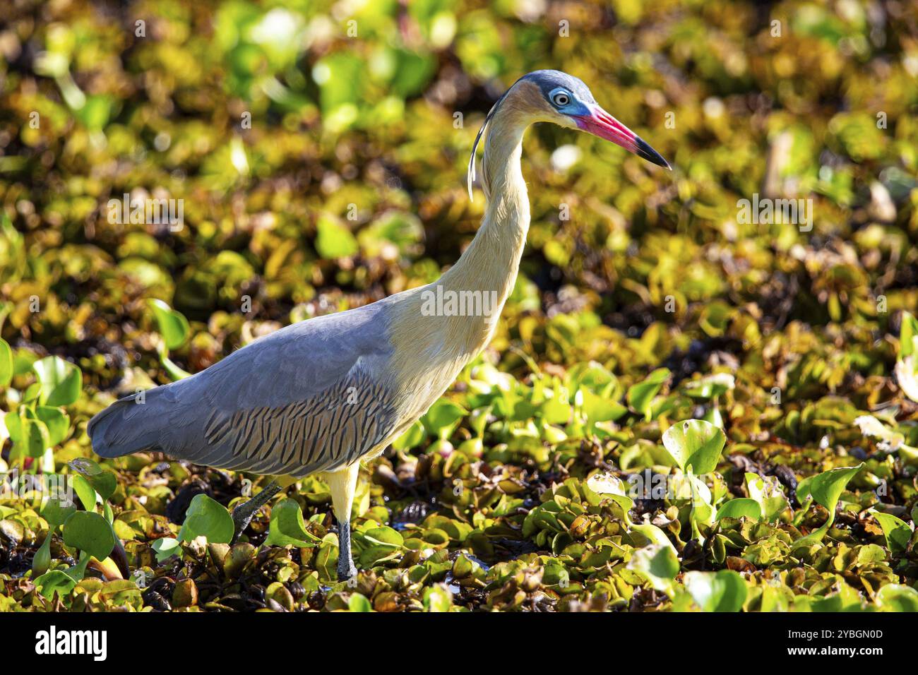 Pfeifreiher (Syrigma sibilatrix) Pantanal Brasilien Stockfoto