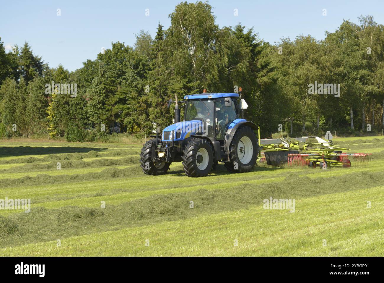 Landwirtschaft, der Witz von geschütteltem Gras mit blauem Traktor mit Kidder Stockfoto