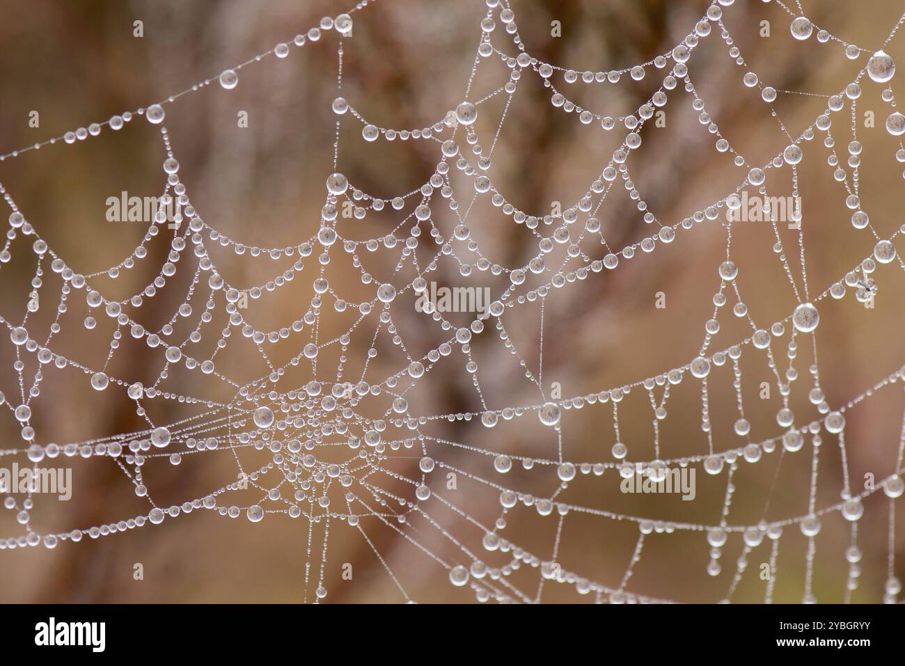 Spinnennetz mit Perle geformt Tautropfen Stockfoto