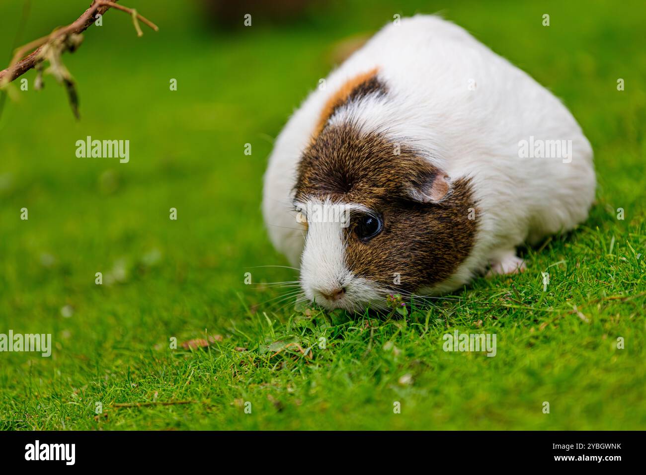 Weißbraunes Meerschweinchen, Hauskavy auf der grünen Wiese Stockfoto