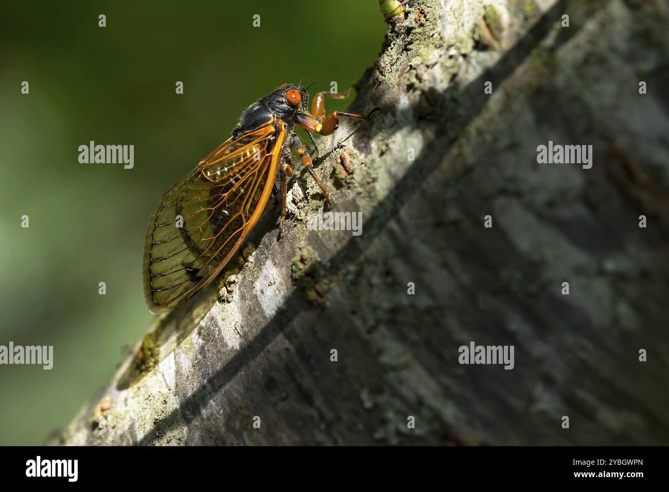 Die 17-jährige Cicada, Magicicada cassini, taucht alle 17 Jahre in großer Zahl in Nordamerika auf und synchronisiert ihre Balz oft in massiver Disziplin Stockfoto