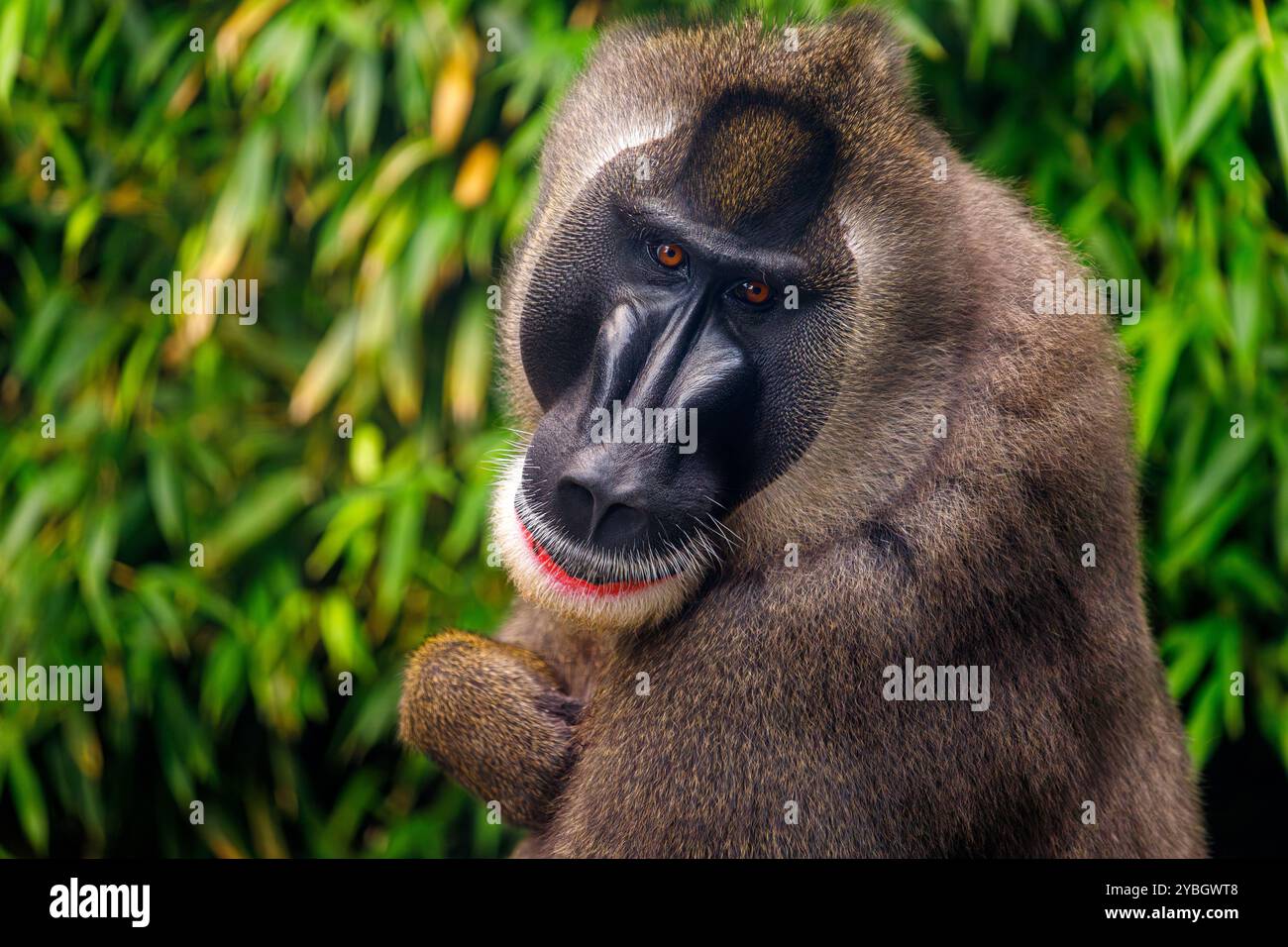 Porträt des Bohrers Mandrillus leucophaeus Stockfoto