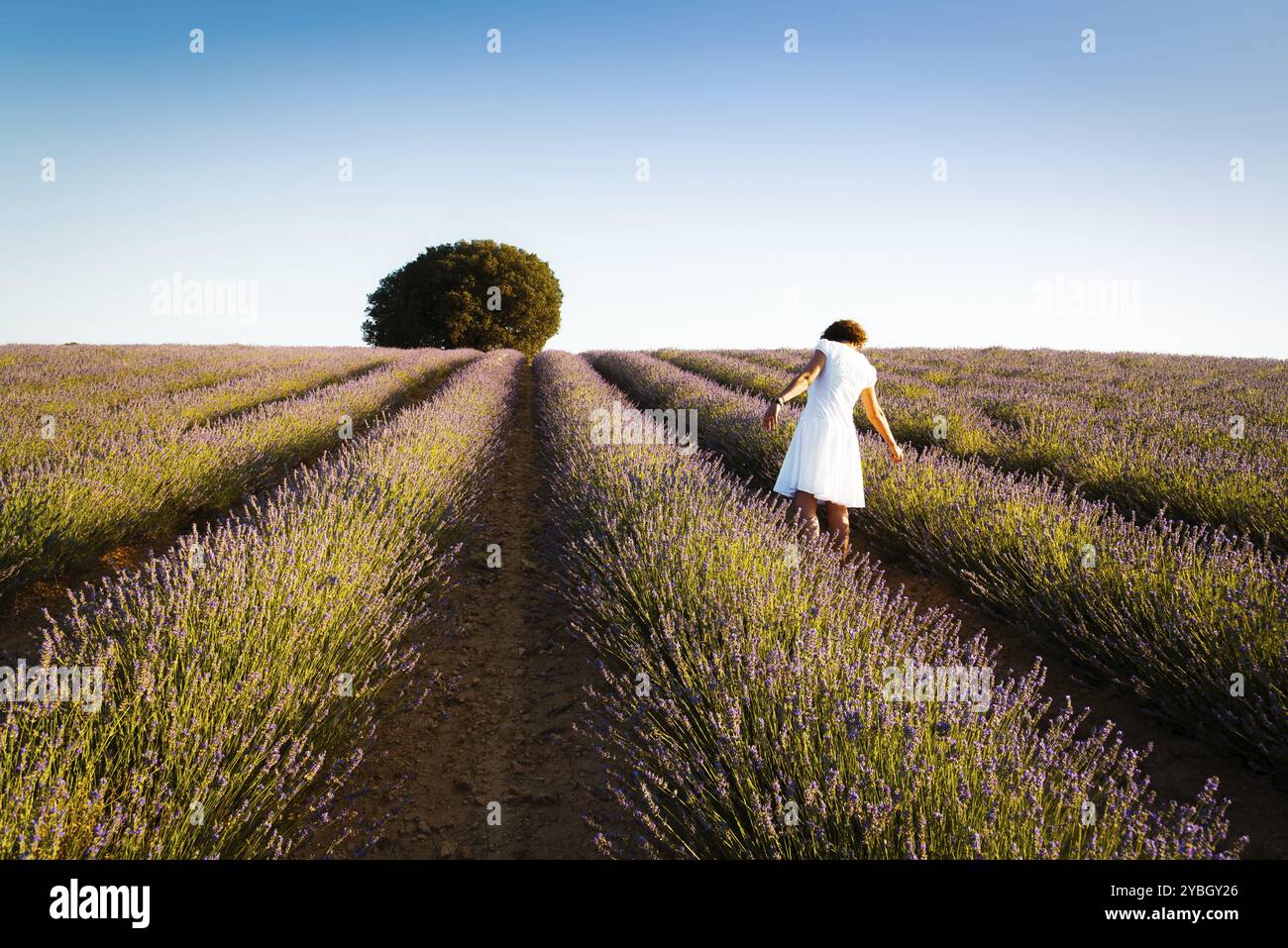 Frau in weißem Kleid auf Lavendelfeldern, Rückansicht. Sommerlandschaft bei Sonnenuntergang in Brihuega, Guadalajara Stockfoto