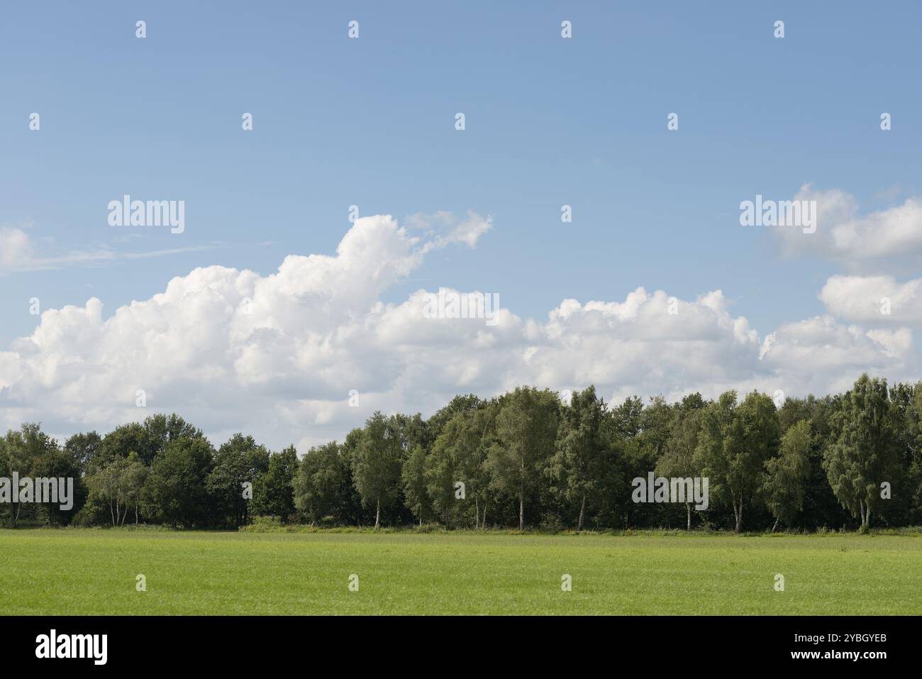 Bewölkter Himmel über weiten Wiesen mit einem Wald in den Niederlanden als Hintergrundbild Stockfoto