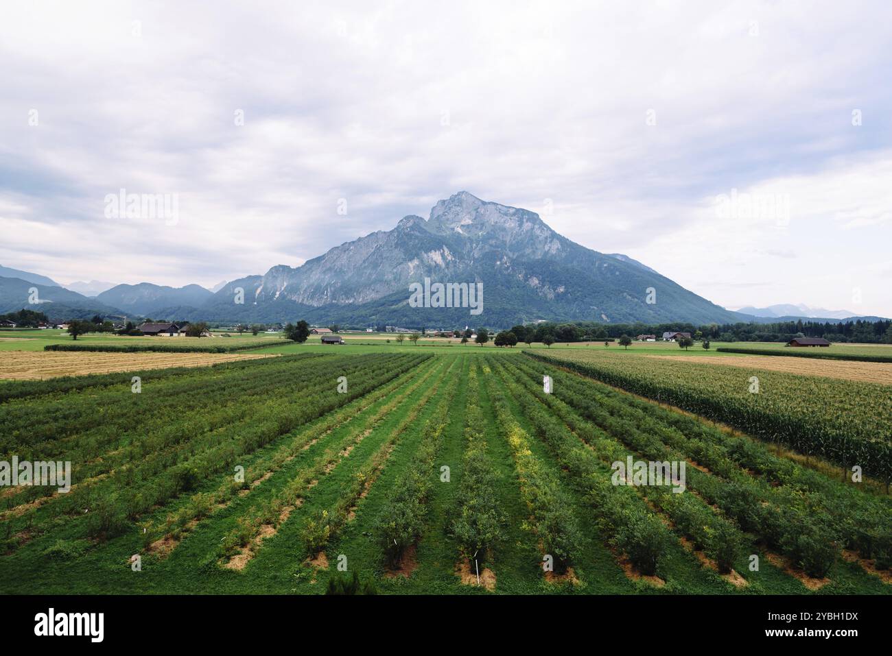 Malerischer Blick auf Misty Mountain und Weinbergen in den österreichischen Alpen Stockfoto