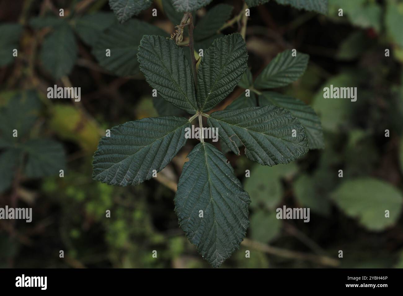Grüne Blätter, weich und zart, füllen den Raum und schaffen ein Gefühl der Ruhe und Einheit mit der Natur. Stockfoto