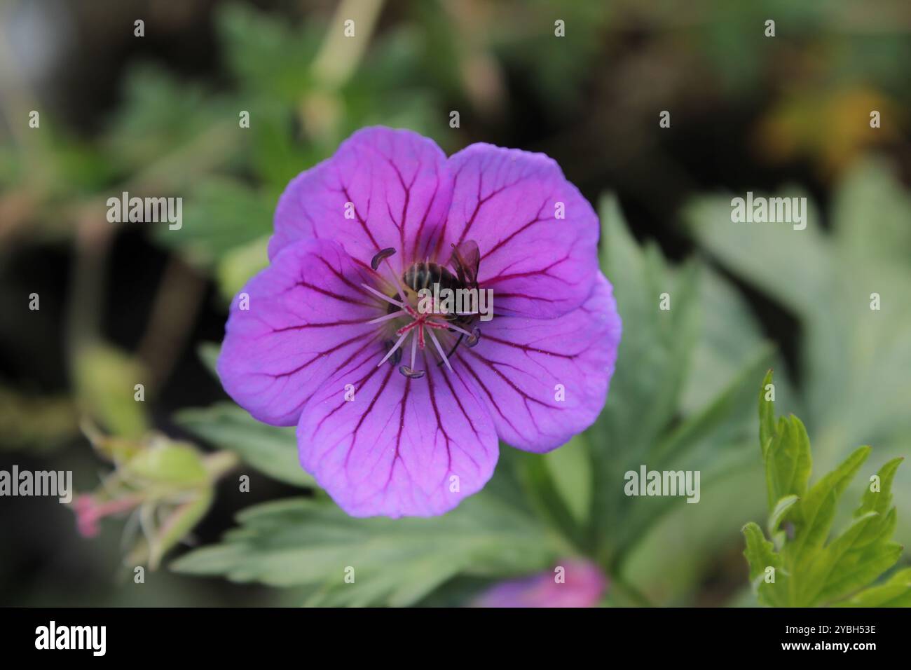 Ein Insekt sitzt auf einer Blume und sammelt Nektar. Stockfoto