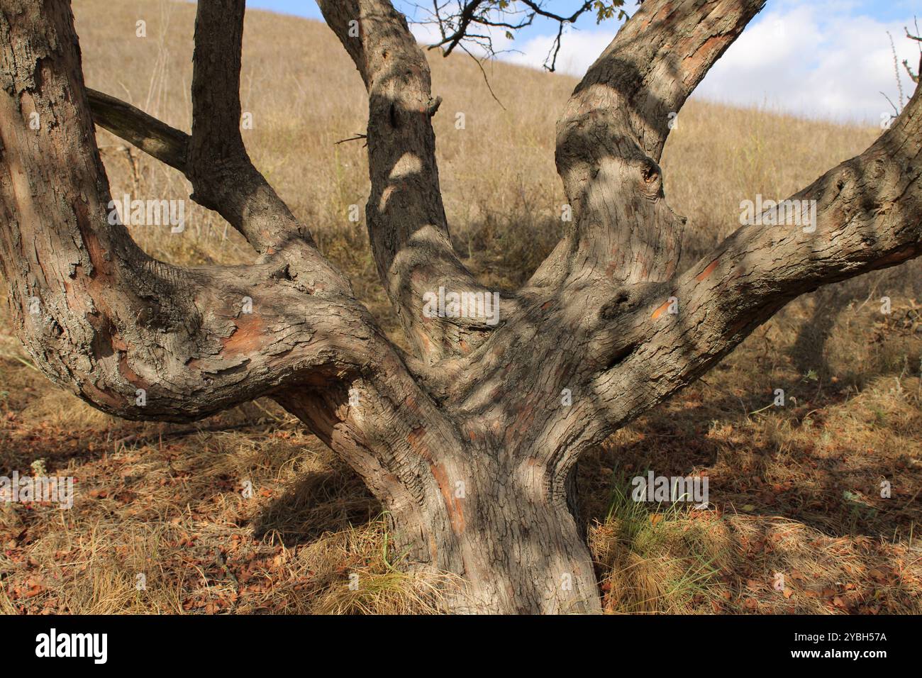 Der ungewöhnliche Baumstamm zeichnet sich durch markante Biegungen und Wendungen aus, die ihm ein einzigartiges Aussehen verleihen. Stockfoto