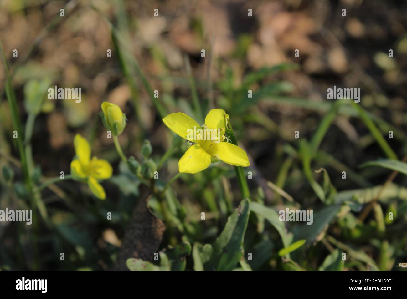 Eine gelbe Blume in Blüte symbolisiert Freude und Optimismus. Stockfoto