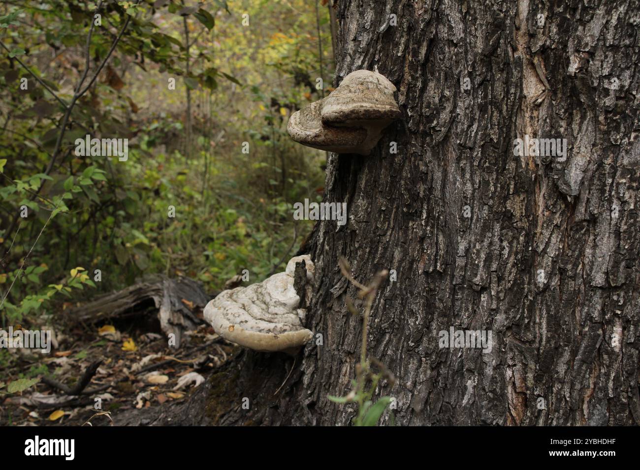 Pilze, die auf einem Baum wachsen, zeigen die Verflechtungen von Pflanzen und heben die wichtige Rolle von Pilzen in der Natur hervor. Stockfoto