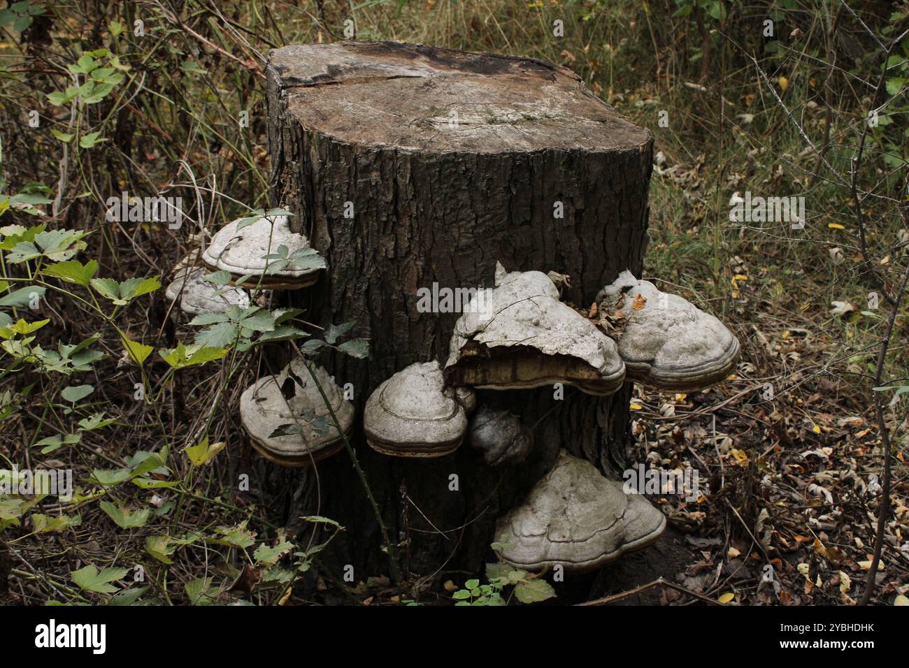 Ein Stumpf umgeben von Natur, auf dem Pilze wachsen, zeigt Elemente des Lebens und der Erneuerung innerhalb des Ökosystems. Stockfoto