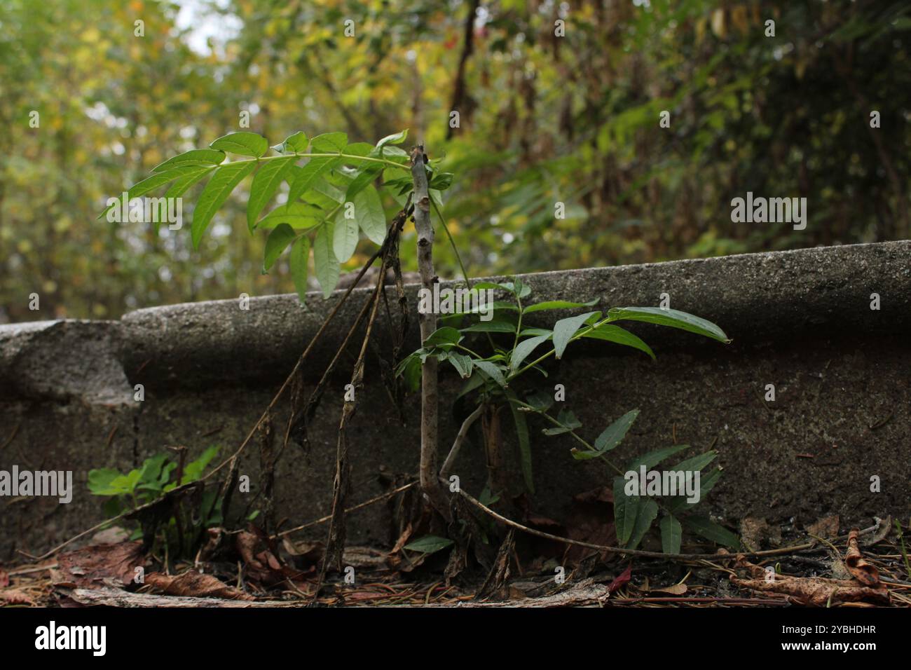 Ein Baum, der von der Treppe aus wächst, symbolisiert die Stärke der Natur und ihre Fähigkeit, auch unter begrenzten Bedingungen einen Weg zu finden. Stockfoto