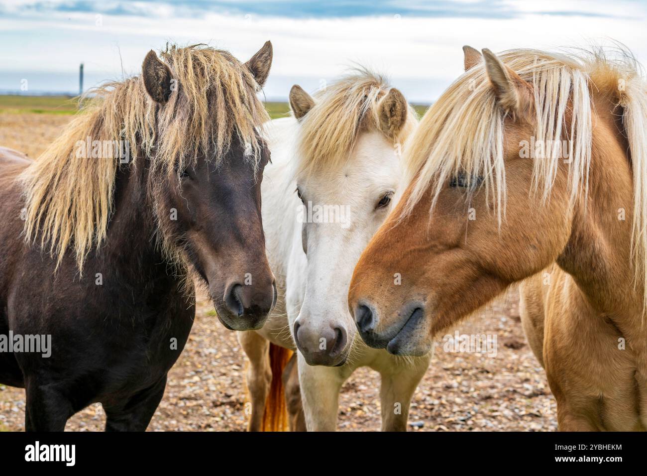 Islandpferde Stockfoto