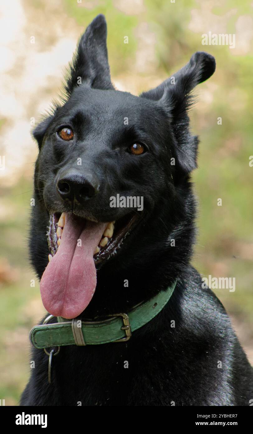 Ein verspielter schwarzer Hund mit einem großen Lächeln sitzt geduldig und trägt ein grünes Halsband. Seine Zunge blättert spielerisch heraus, während er direkt in die Kamera schaut. Stockfoto