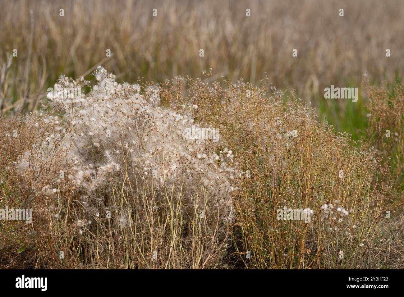 Wilde Blumen, die im Busch wachsen, die zum Samen gegangen sind, Hintergrund, grafisches Design. Stockfoto