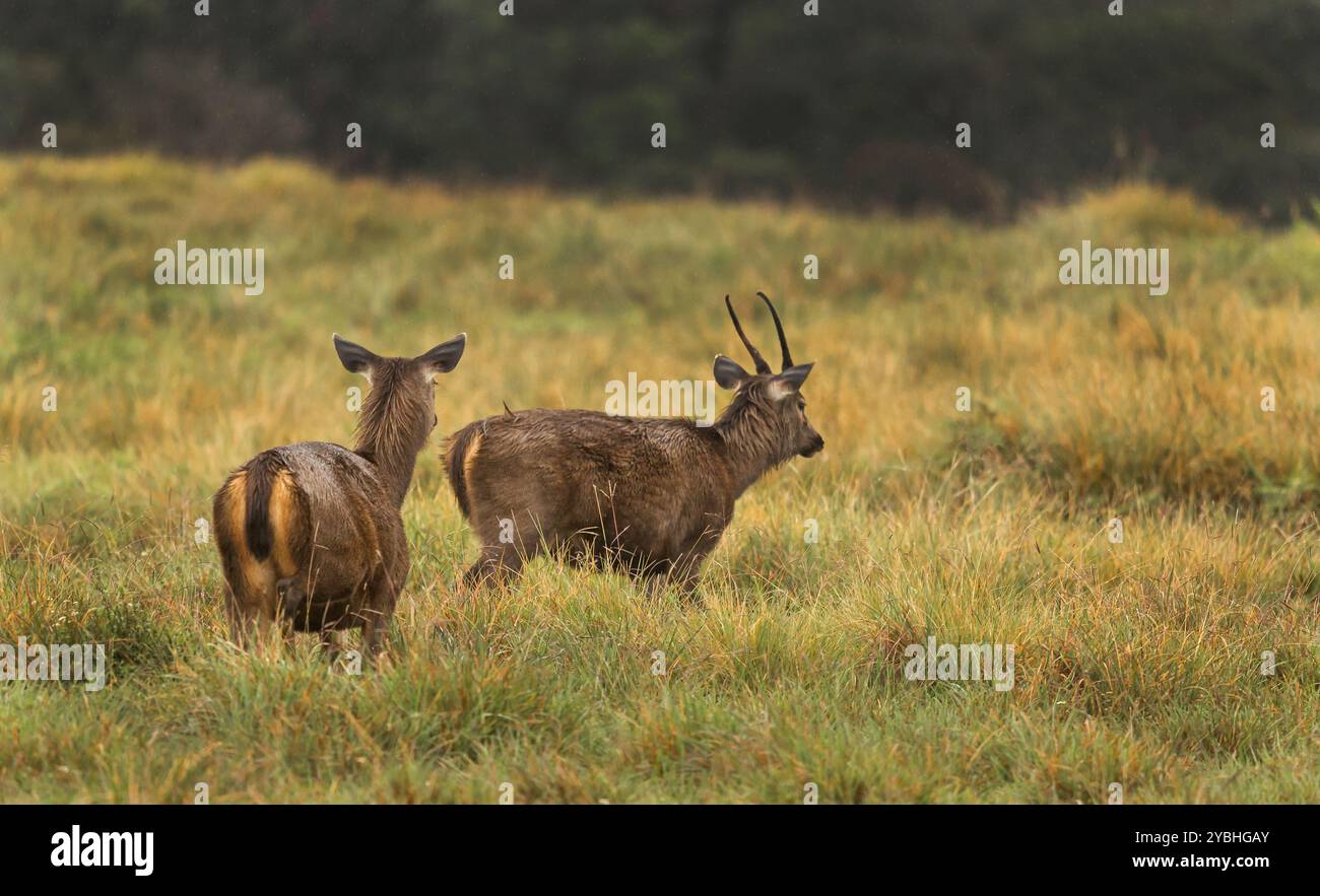 Sambar Deer in Horton Plains Stockfoto