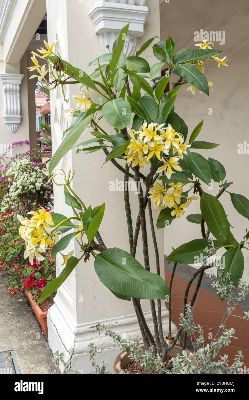 Gelbe Plumeria, frangipani, blühende Pflanzen in der Unterfamilie Rauvolfioideae, der Familie Apocynaceae. Singapur Stockfoto