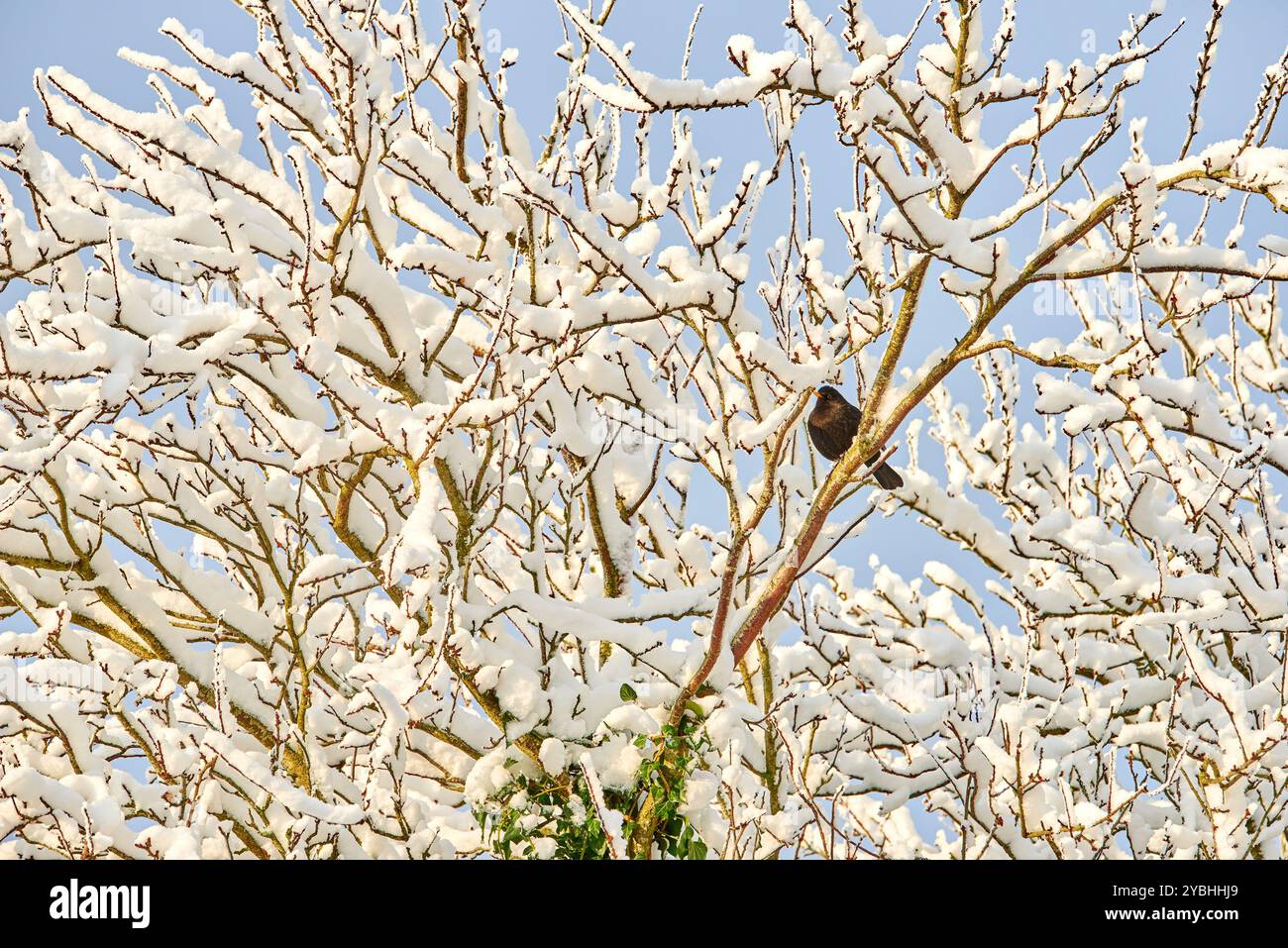 Vogel, Ast oder Baum mit Schnee, Wald oder Umwelt für den Schutz, Winter und Outdoor-Wildtiere. Tier-, Natur- oder eurasische Amselarten mit Stockfoto