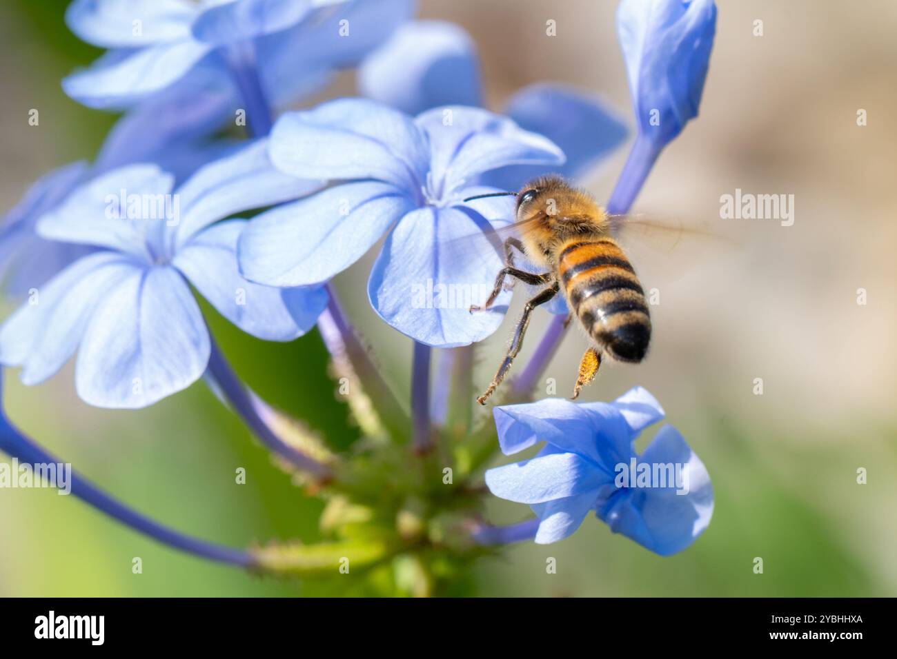 Europäische Honigbiene fliegt zu einer Plumbago-Blume Stockfoto