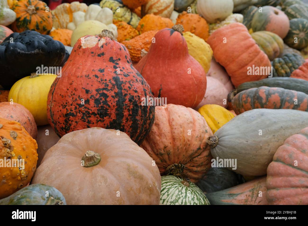 Ein Stapel von verschiedenen, gemischten, mittelgroßen Kürbissen/Kürbissen in diffuser, bedeckter Beleuchtung Stockfoto