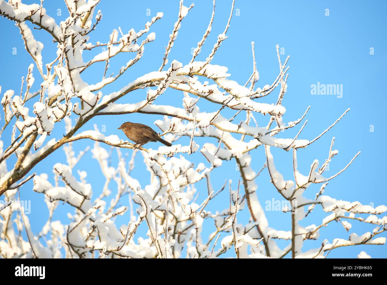 Vogel, Ast oder Baum mit Schnee, Natur oder Umwelt für den Schutz, Winter oder Outdoor-Wildtiere. Tier, Himmel oder eurasische Amselart mit Stockfoto