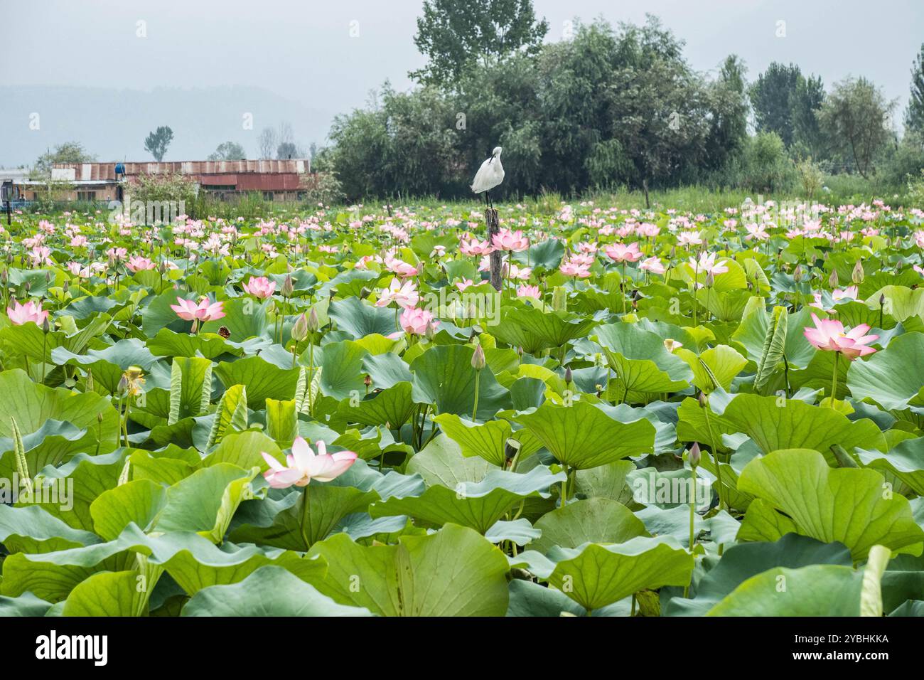 Lotosfelder in Dal Lake, Srinagar, Kaschmir, Indien Stockfoto