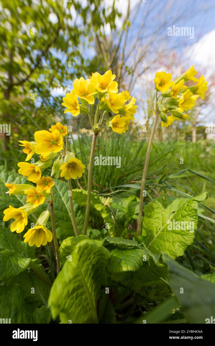 Falscher Oxlip (Primula x polyantha) blüht im Garten. Powys, Wales. April. Stockfoto