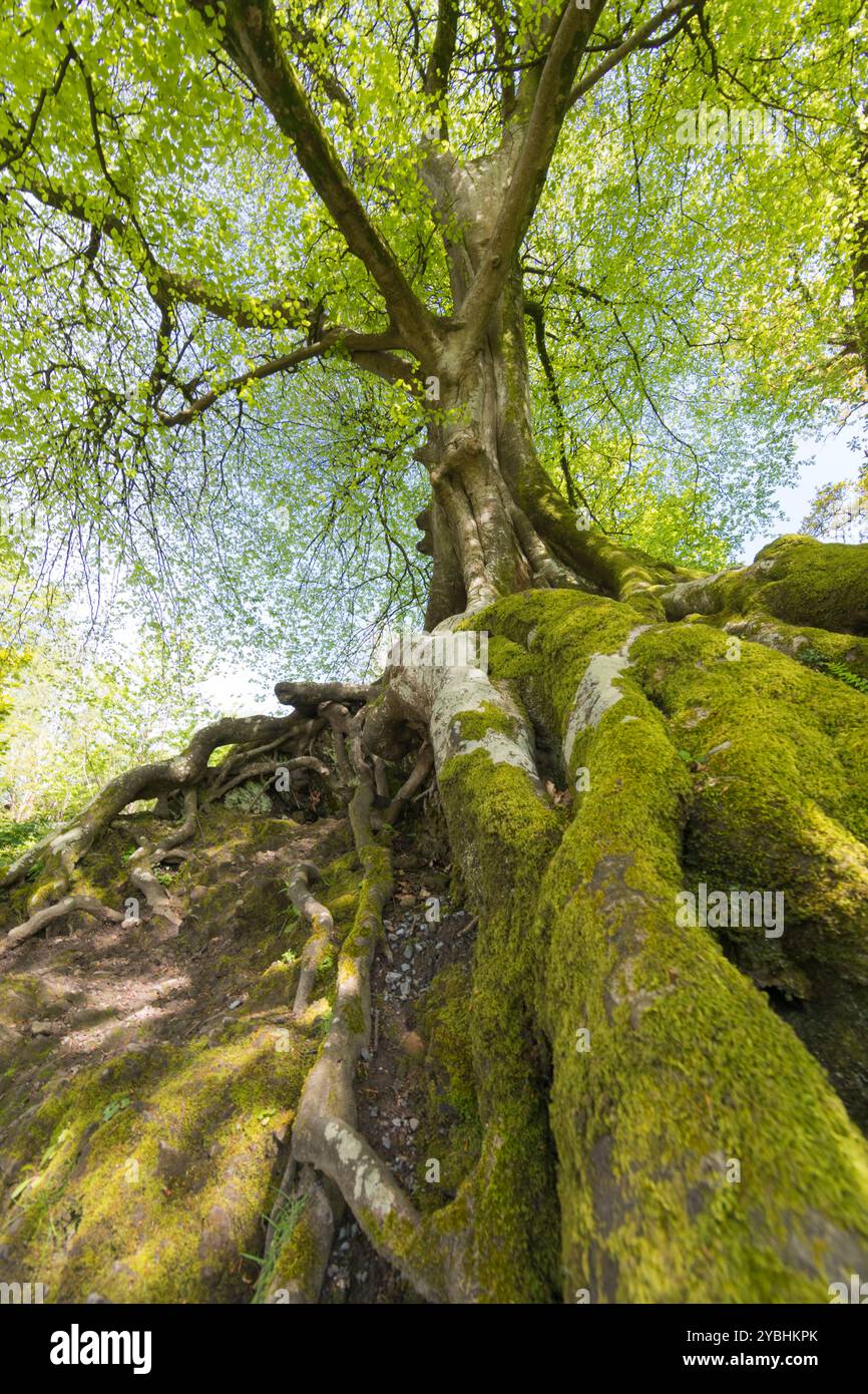 Buche (Fagus sylvatica) mit Wurzeln, die über Felsen wachsen. Carmarthenshire, Wales. Mai. Stockfoto