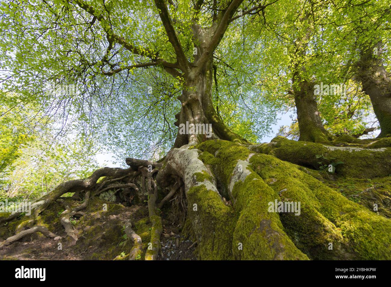 Buche (Fagus sylvatica) mit Wurzeln, die über Felsen wachsen. Carmarthenshire, Wales. Mai. Stockfoto