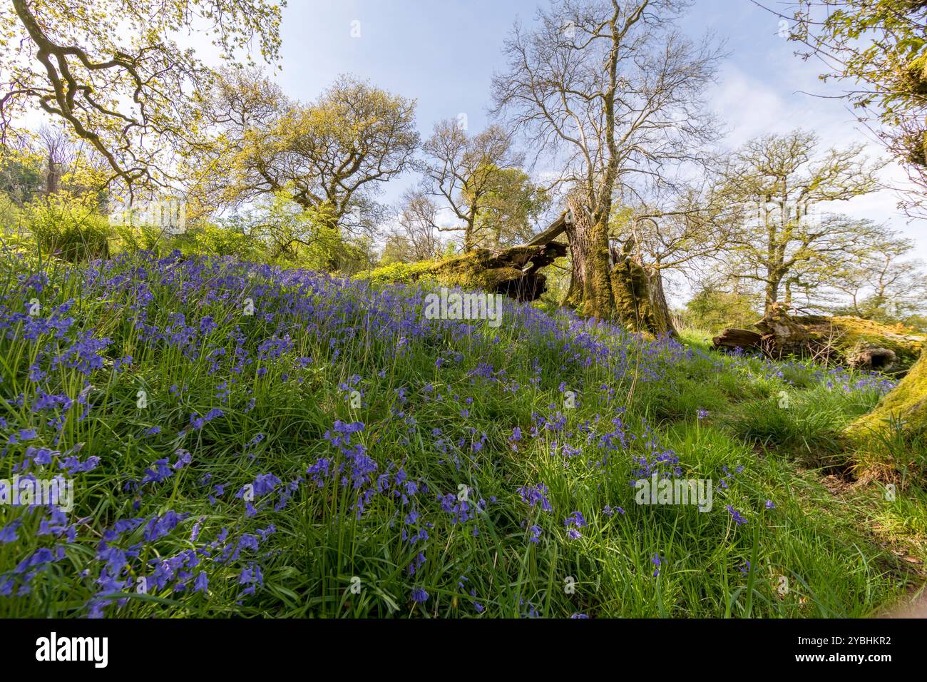 Glockenblumen (Hyacinthoides non-scripta) blühen im Wald. Carmarthenshire, Wales. Mai. Stockfoto