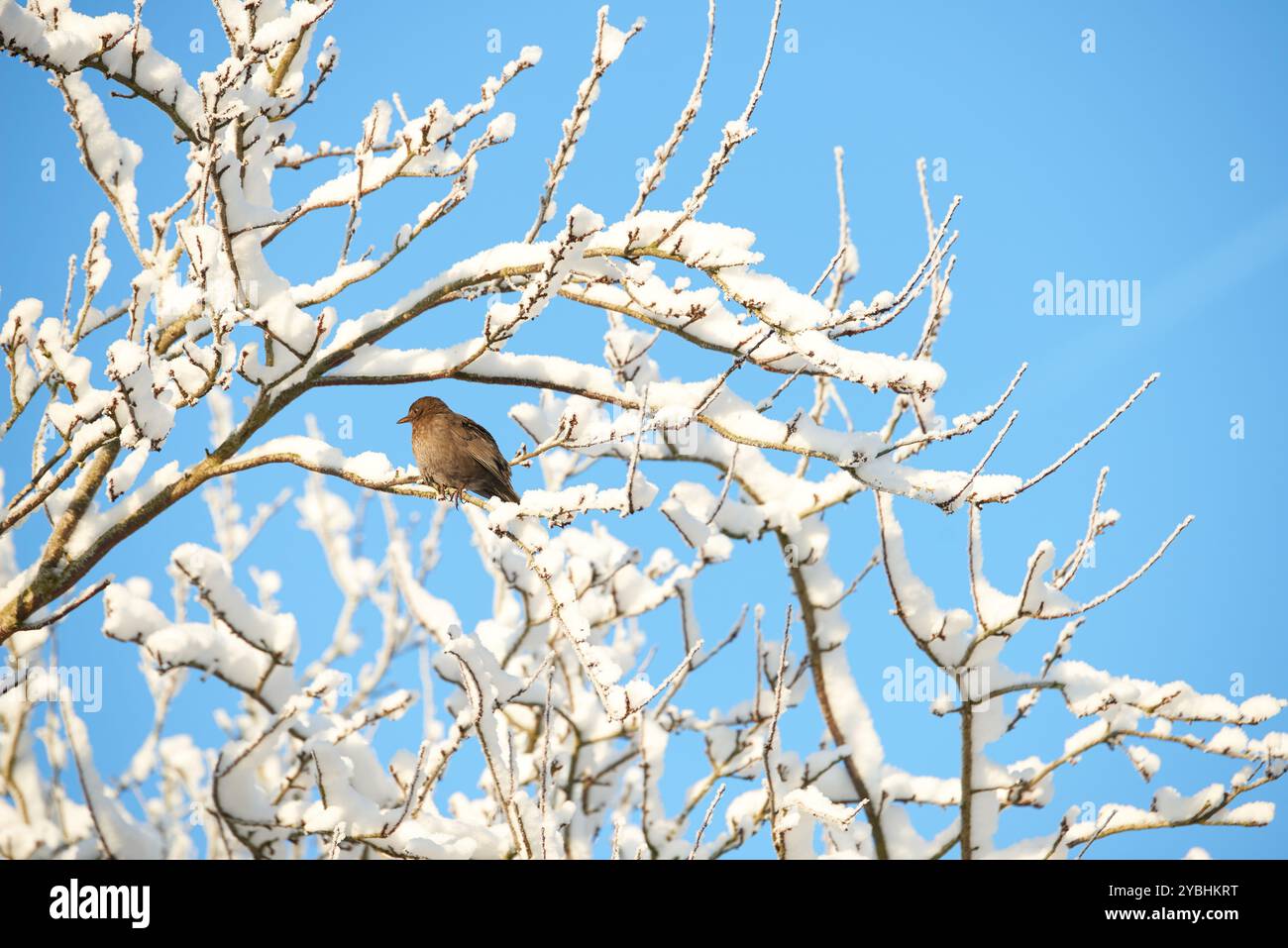 Vogel, Ast oder Baum mit Schnee, Natur oder Umwelt für den Schutz, Winter oder Outdoor-Wildtiere. Tier, Himmel oder eurasische Amselart mit Stockfoto