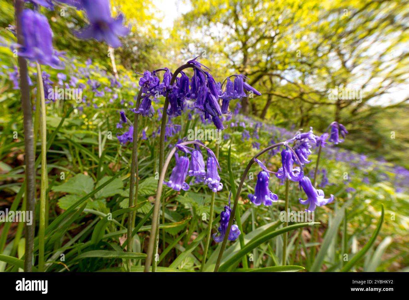 Glockenblumen (Hyacinthoides non-Scripta) blüht in Eichenwälder. Powys, Wales. Mai. Stockfoto