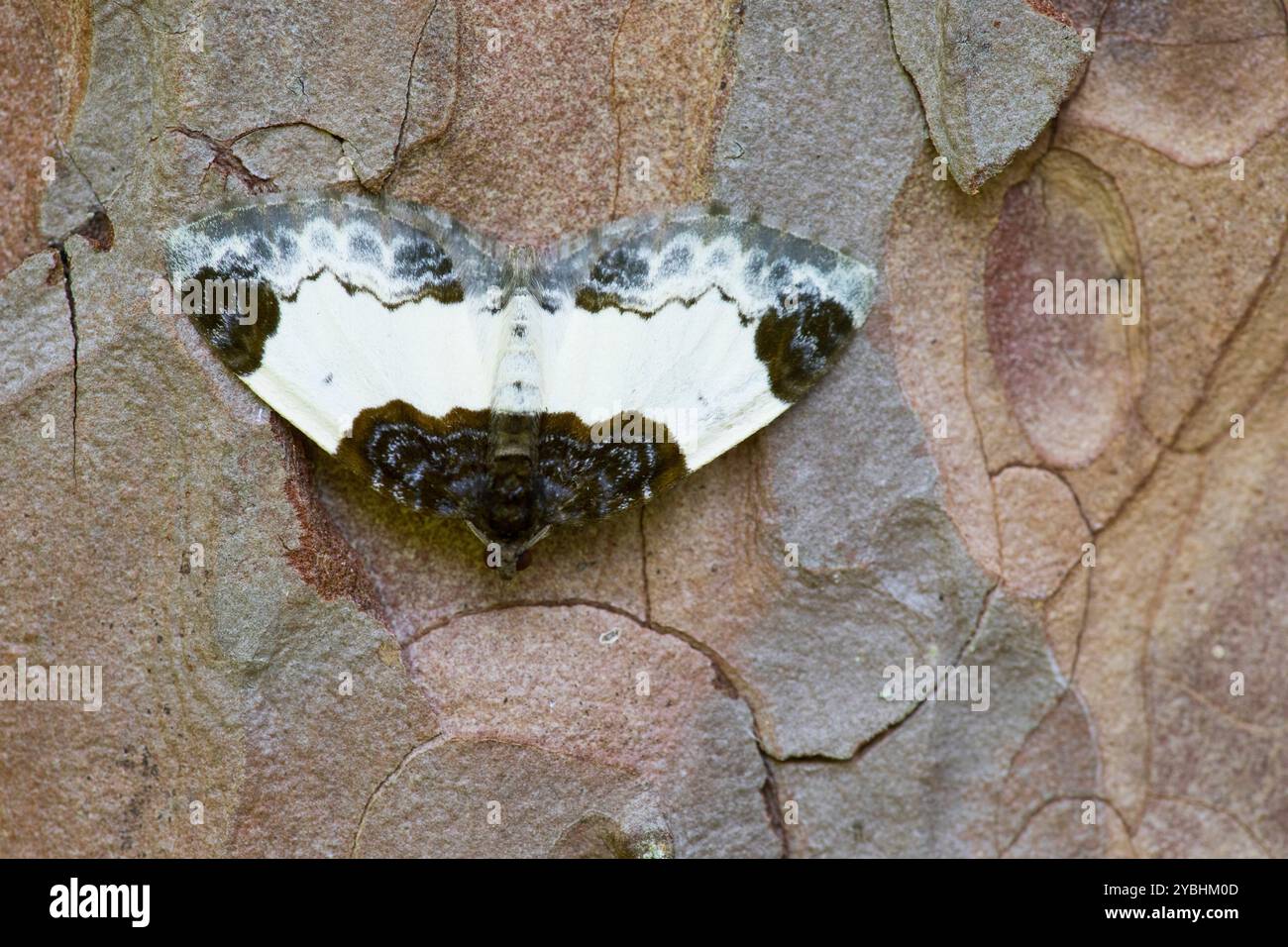 Wunderschöner Teppich (Mesoleuca albicillata), der auf der Rinde einer Kiefer ruht. Powys, Wales. Mai. Stockfoto