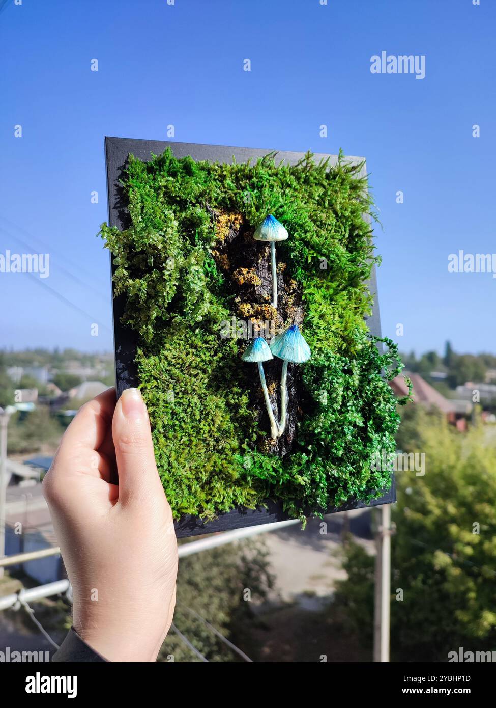 Moos-Platte Mit Blauen Pilzen, Grün Konservierte Moosflechte Schwarzer Rahmen, Kleine Pilze Wandkunst, Handgemachte Tonpilze, Botanische Wohnkultur - Smartphone-aufgenommenes Stockfoto