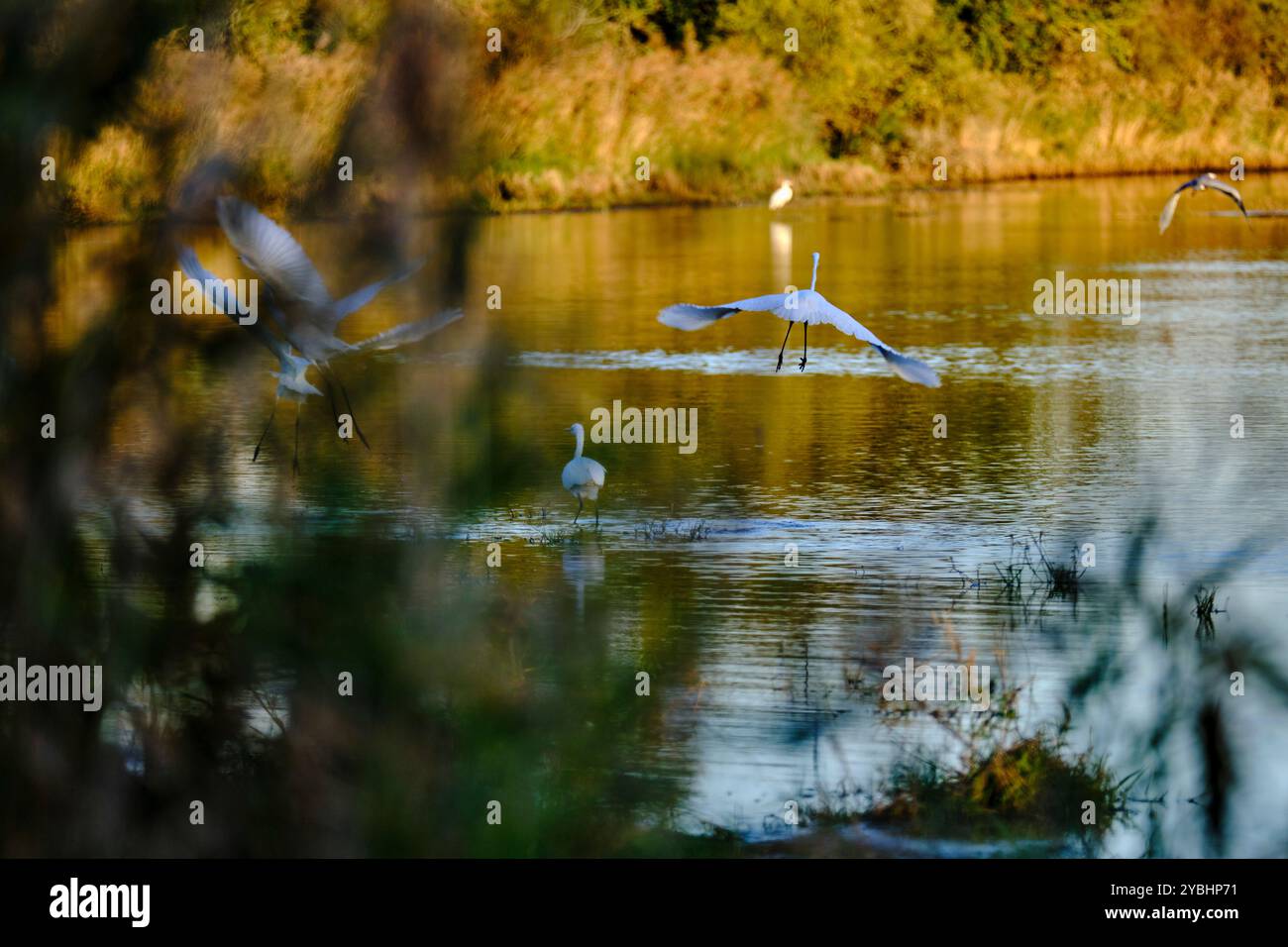 Frankreich, Indre (36), Berry, Brenne regionaler Naturpark, Reiher Stockfoto