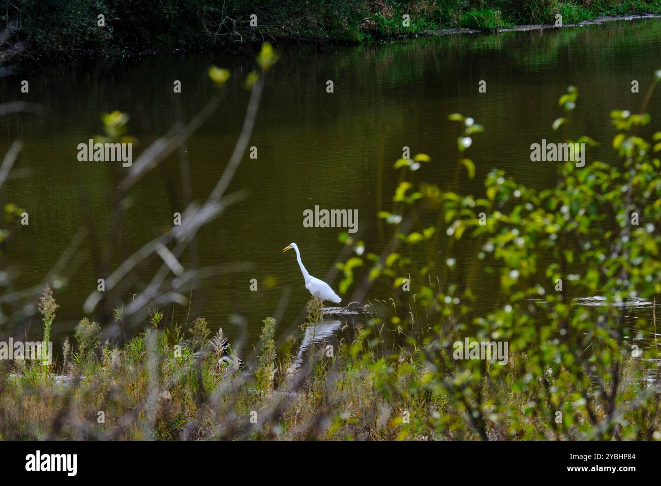 Frankreich, Indre (36), Berry, Brenne regionaler Naturpark, Reiher Stockfoto