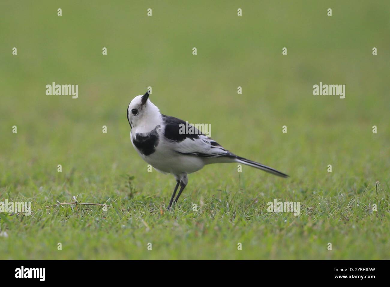 Bachbänke sind eine Gruppe von Passvögeln, die die Gattung Motacilla in der Familie Motacillidae bilden. Der gebräuchliche Name und der Gattungsname sind von dieser abgeleitet Stockfoto