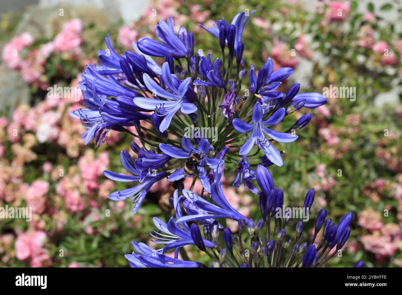 Hummel auf violetter Agapanthusblüte, Rosiries, Le Palais, Belle Ile en Mer, Bretagne, Frankreich Stockfoto